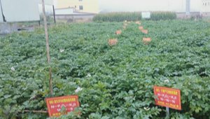 企業參展 “金九月”系列測土配方專用肥、緩釋膠囊型花卉專用肥